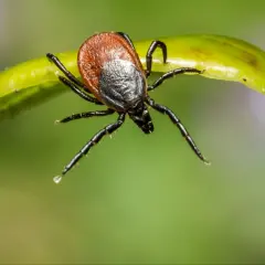 Kleszcz na liściu. Zastanawiasz się nad szczepionka na kleszczowe zapalenie mózgu cena? Zabezpiecz się przed groźnym zagrożeniem.