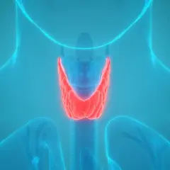 Anatomia tarczycy, kluczowej dla metabolizmu. Badanie ft4 co to za badanie? Pozwala ocenić jej pracę.