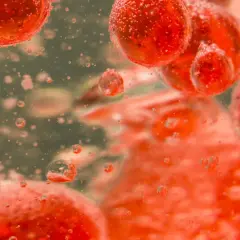 Czerwone, pęcherzykowate struktury, przypominające erytrocyty podwyższone, unoszą się w płynie.