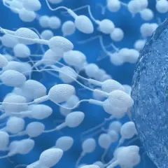 Plemniki w drodze do komórki jajowej, przypominające ruch preejakulatu.