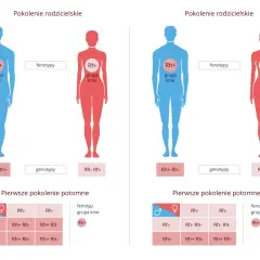 Ilustracja pokazuje dziedziczenie grupy krwi Rh. Rodzice o różnych genotypach Rh (Rh+ i Rh-) mają potomstwo z różnymi fenotypami.