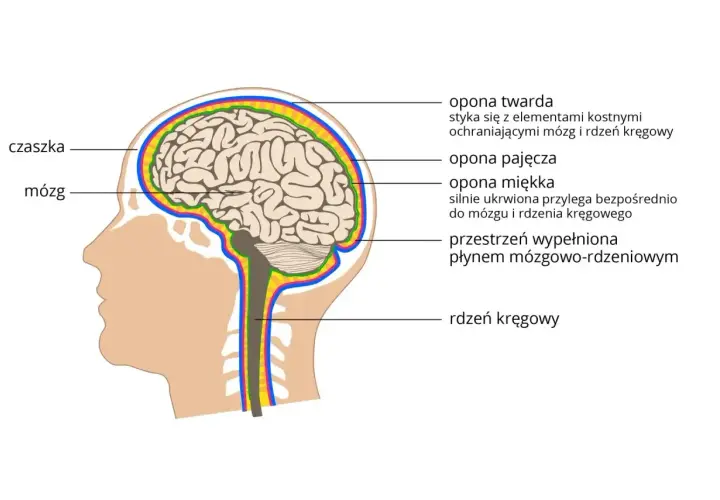 Przekrój ludzkiego mózgowia z zaznaczonymi oponami mózgowymi, czaszką i rdzeniem kręgowym.