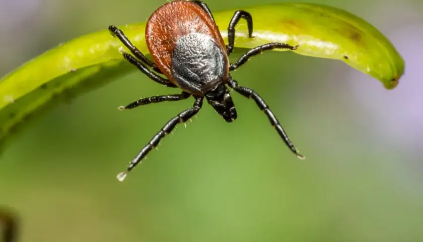 Kleszcz na liściu. Zastanawiasz się nad szczepionka na kleszczowe zapalenie mózgu cena? Zabezpiecz się przed groźnym zagrożeniem.