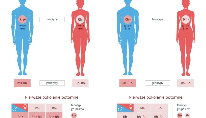 Ilustracja pokazuje dziedziczenie grupy krwi Rh. Rodzice o różnych genotypach Rh (Rh+ i Rh-) mają potomstwo z różnymi fenotypami.