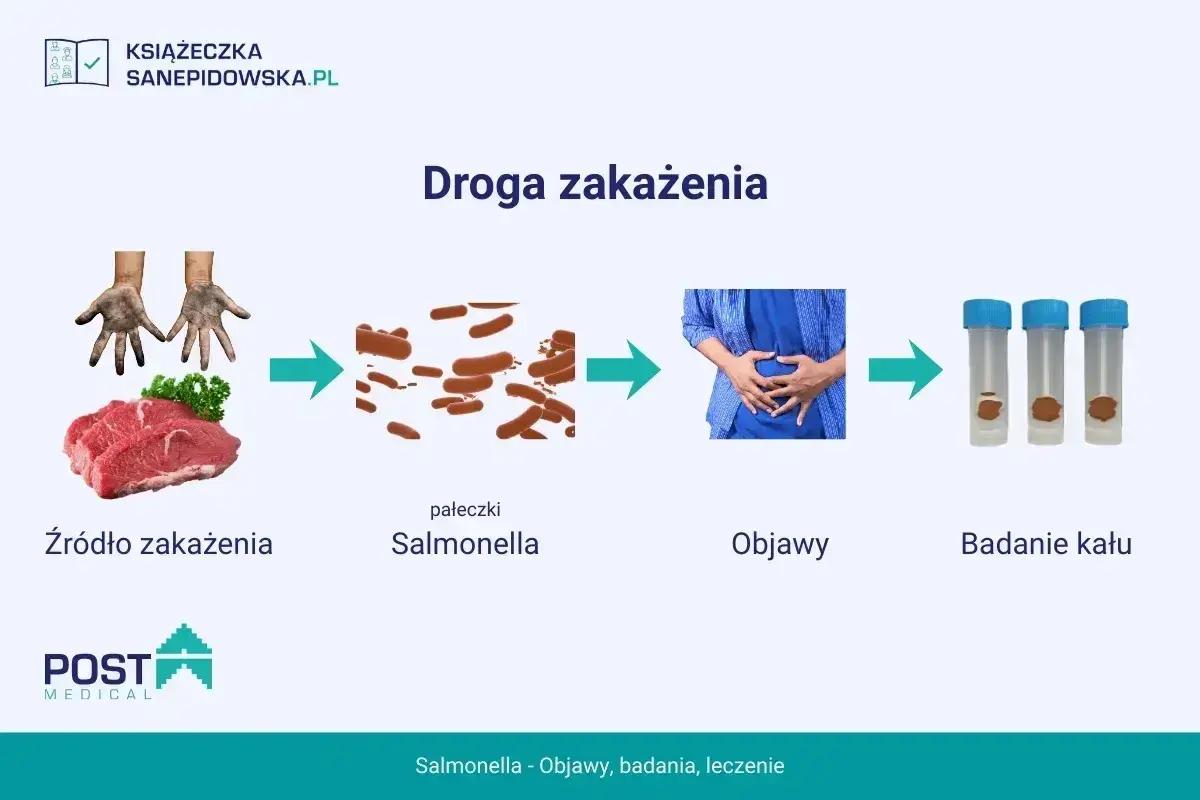 Droga zakażenia Salmonellą: od surowego mięsa, przez pałeczki, objawy bólu brzucha, po badanie kału.