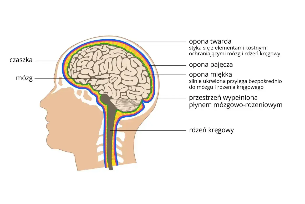 Przekrój ludzkiego mózgowia z zaznaczonymi oponami mózgowymi, czaszką i rdzeniem kręgowym.