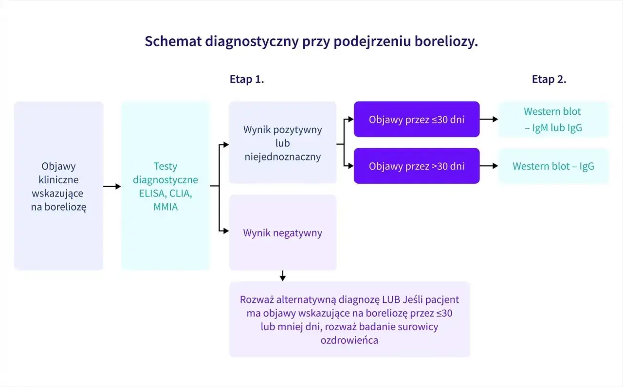 Schemat diagnostyczny boreliozy: objawy kliniczne, testy ELISA/CLIA/MMIA, a następnie Western blot. Najskuteczniejsze badanie na boreliozę zależy od czasu objawów.