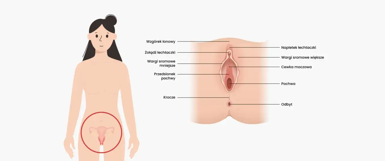 Ilustracja anatomiczna przedstawia zewnętrzne narządy płciowe kobiety, w tym waginę, z zaznaczonymi elementami takimi jak łechtaczka i wargi sromowe.