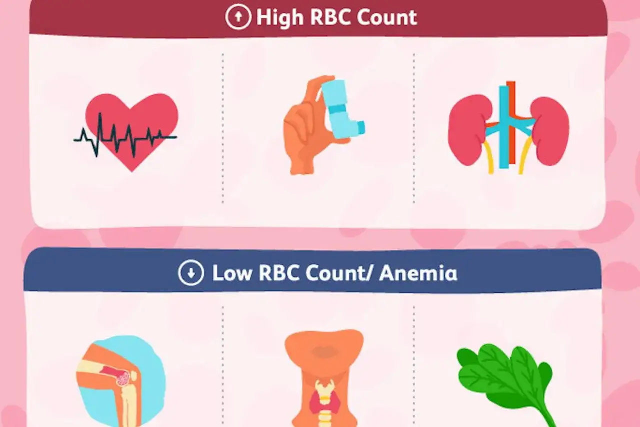 Wykres pokazuje, że podwyższone erytrocyty mogą wpływać na serce, płuca i nerki. Niski poziom erytrocytów (anemia) może być związany z problemami z kolanami, tarczycą i niedoborem żelaza.